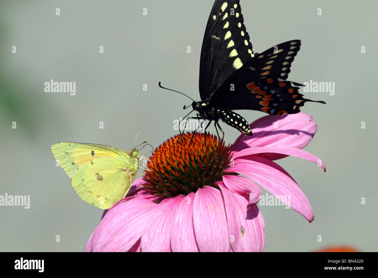 Schwarzen Schwalbenschwanz Schmetterling, Papilio Polyxenes, und eine gemeinsame Schwefel Butterfly, Colias Philodice, Fütterung zusammen. Stockfoto