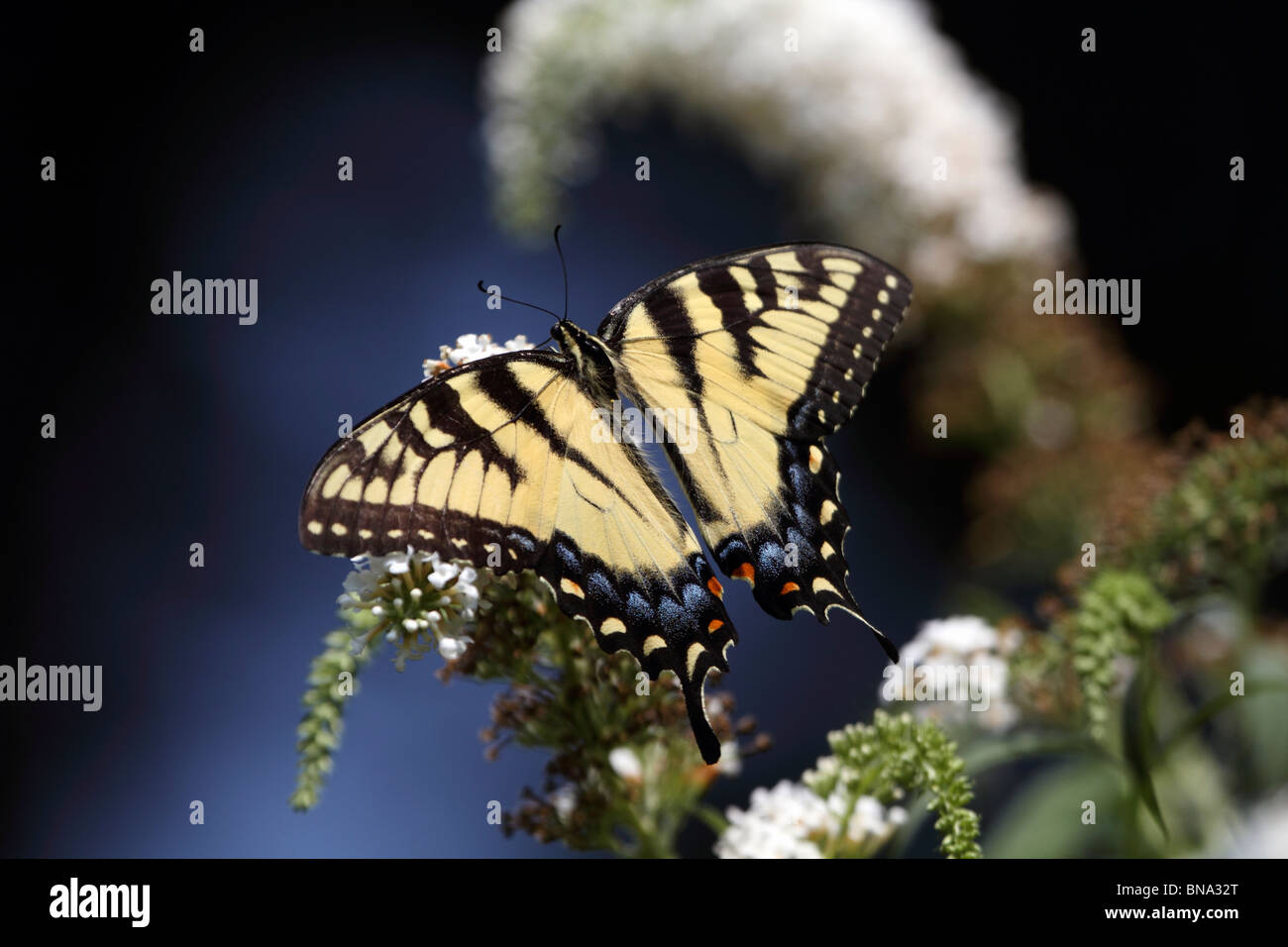 Tiger Schwalbenschwanz Schmetterling, Papilio Glaucas, Fütterung auf weißen lila Blume. New Jersey, USA, Nordamerika. Stockfoto
