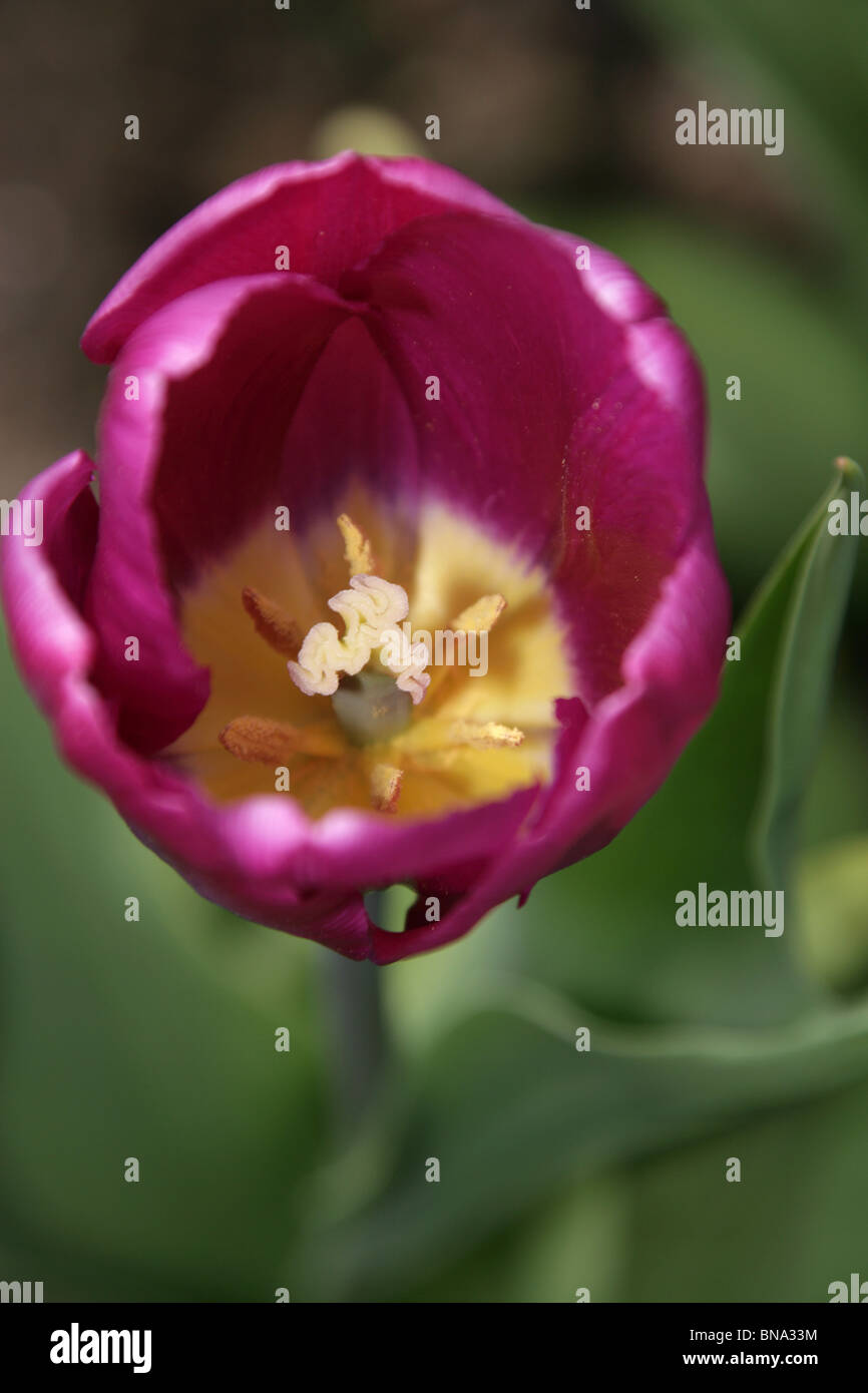 Bridgemere Kindergarten & Garten Welt. Nahaufnahme einer lila Tulpe in voller Blüte am Bridgemeres Schaugärten. Stockfoto