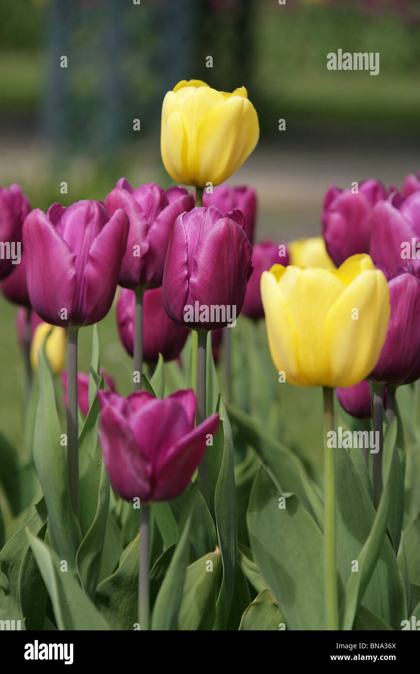 Bridgemere Kindergarten & Garten Welt. Nahaufnahme der violetten und gelben Tulpen in voller Blüte am Bridgemeres Schaugärten. Stockfoto