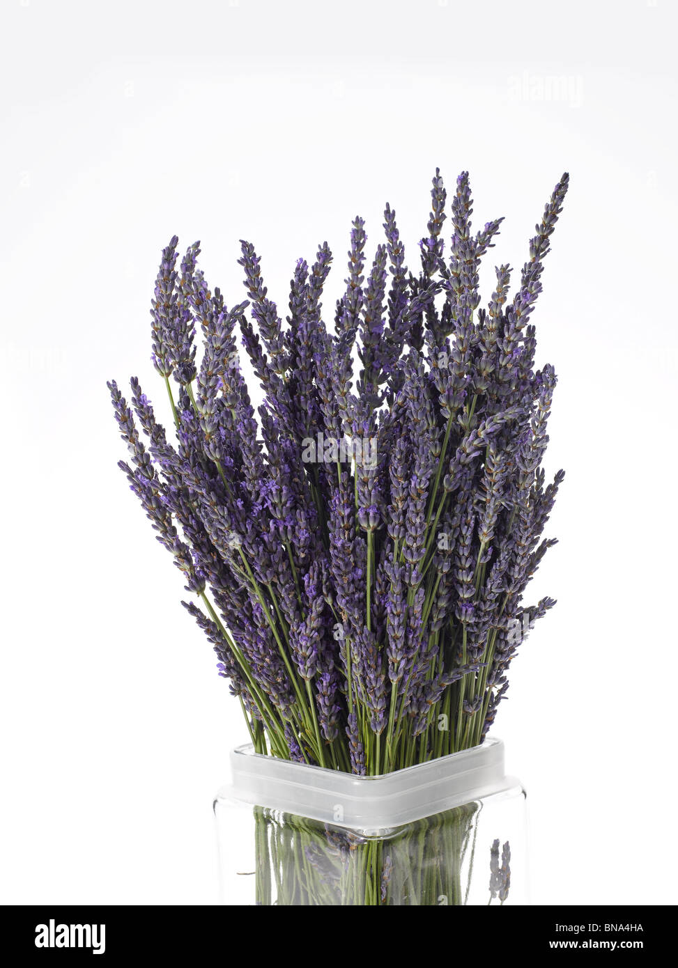 Lavendel-Blumenstrauß in der Vase auf weißem Hintergrund Stockfoto