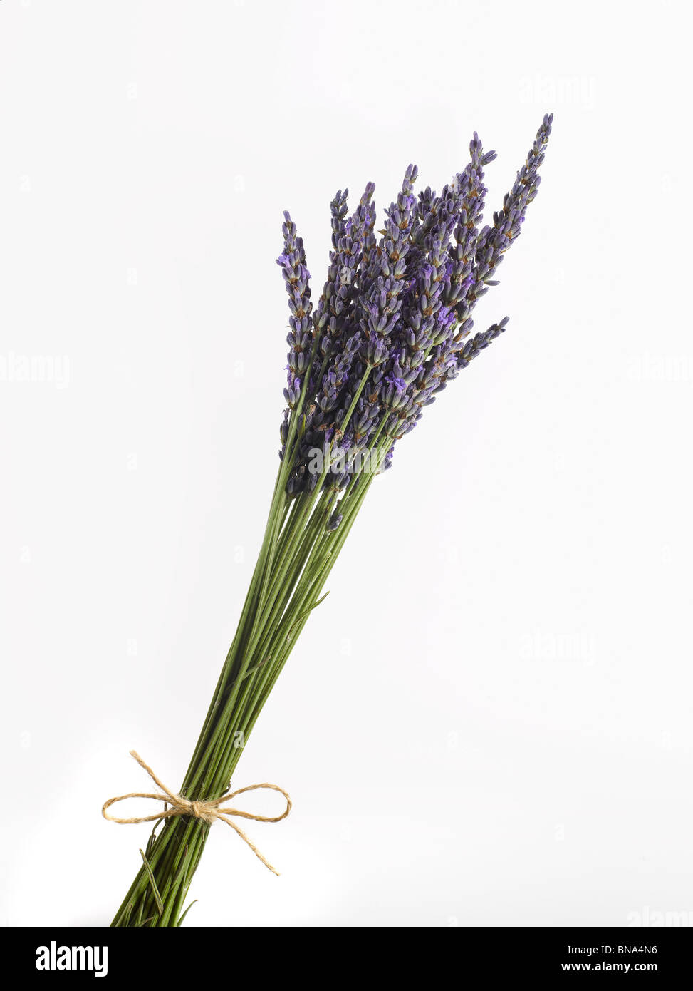 frischem Lavendel mit Schnur gebunden Stockfoto