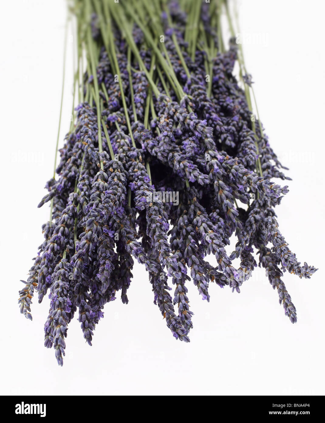 Bündel frischem Lavendel Stockfoto