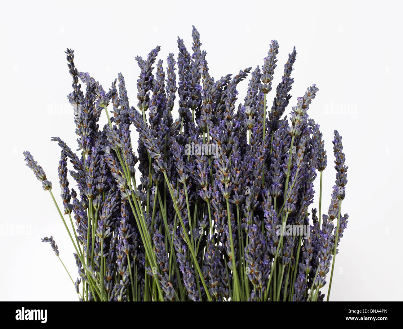 Bündel frischem Lavendel Stockfoto