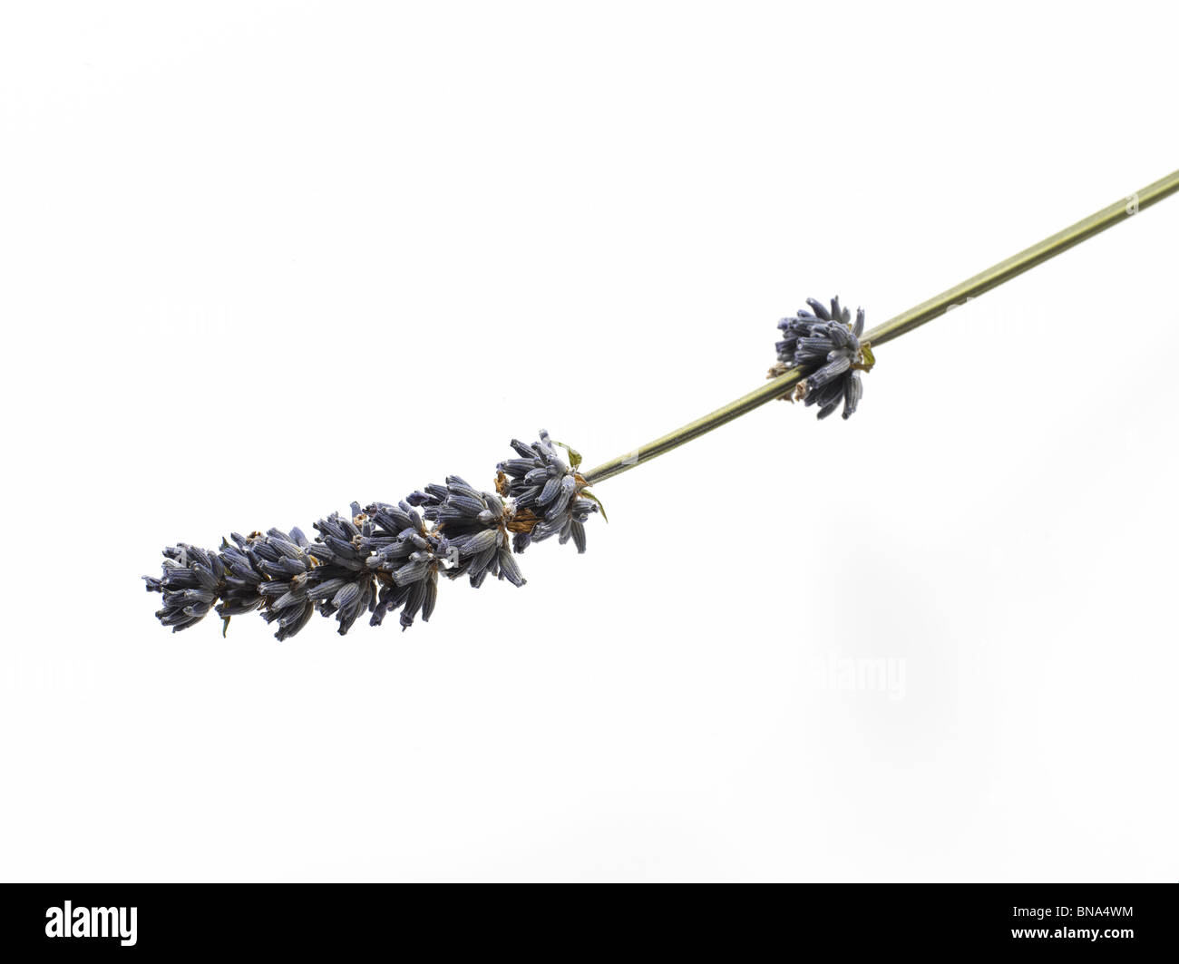 Bündel frischem Lavendel Stockfoto