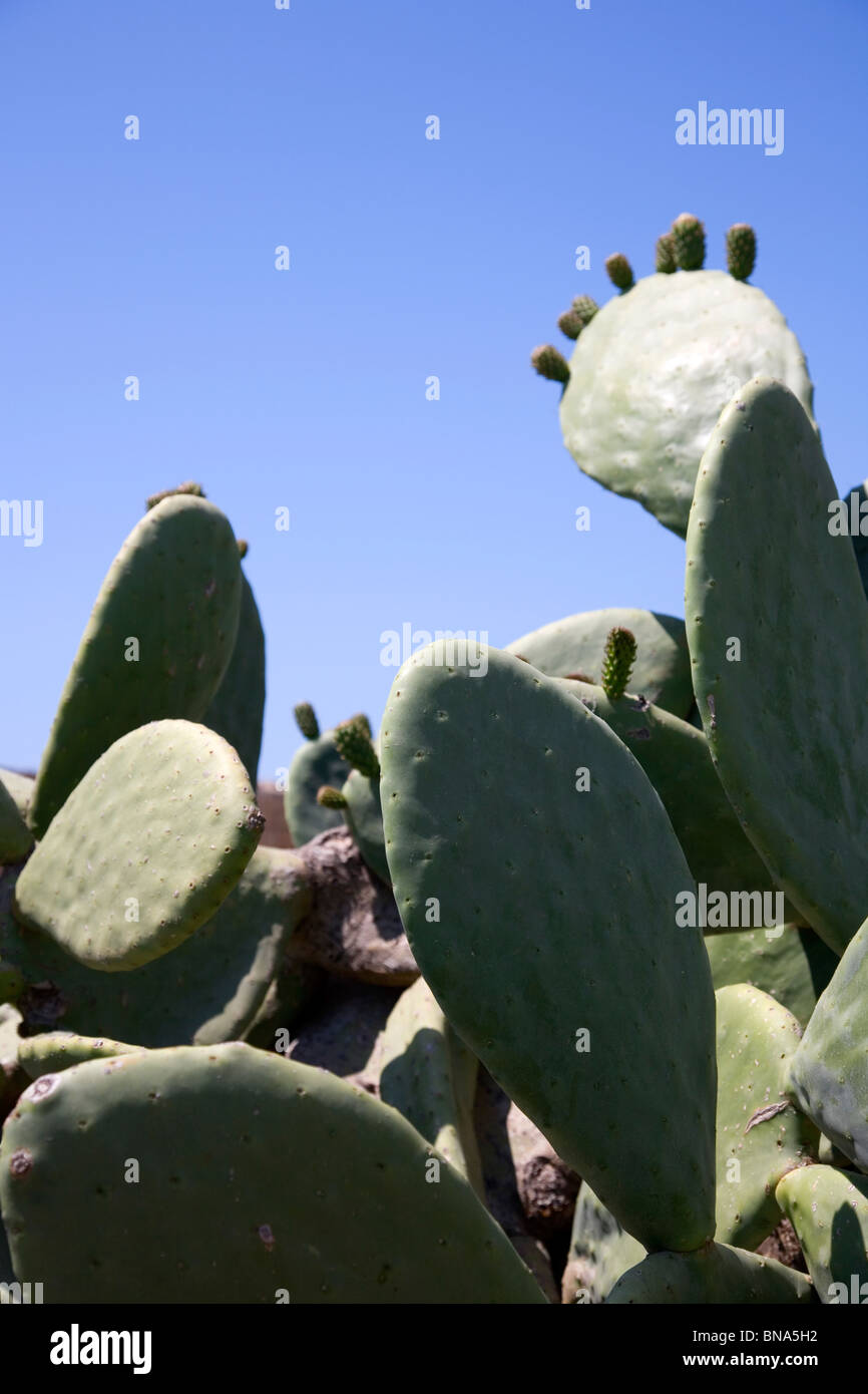 Prickly Pear Cactus Stockfoto