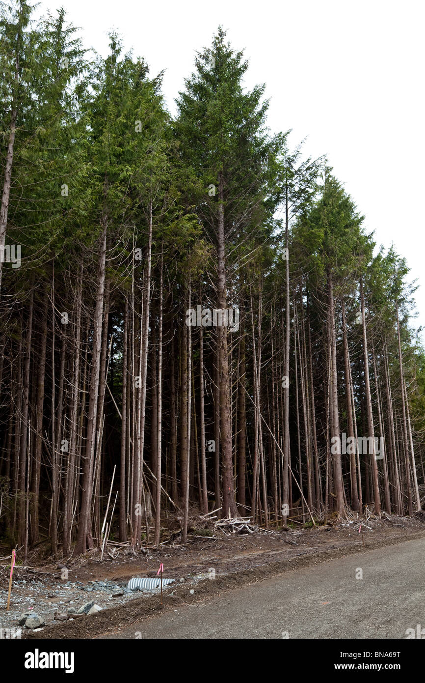 Wald, Kahlschlag, Konzept von Umweltschäden Stockfoto