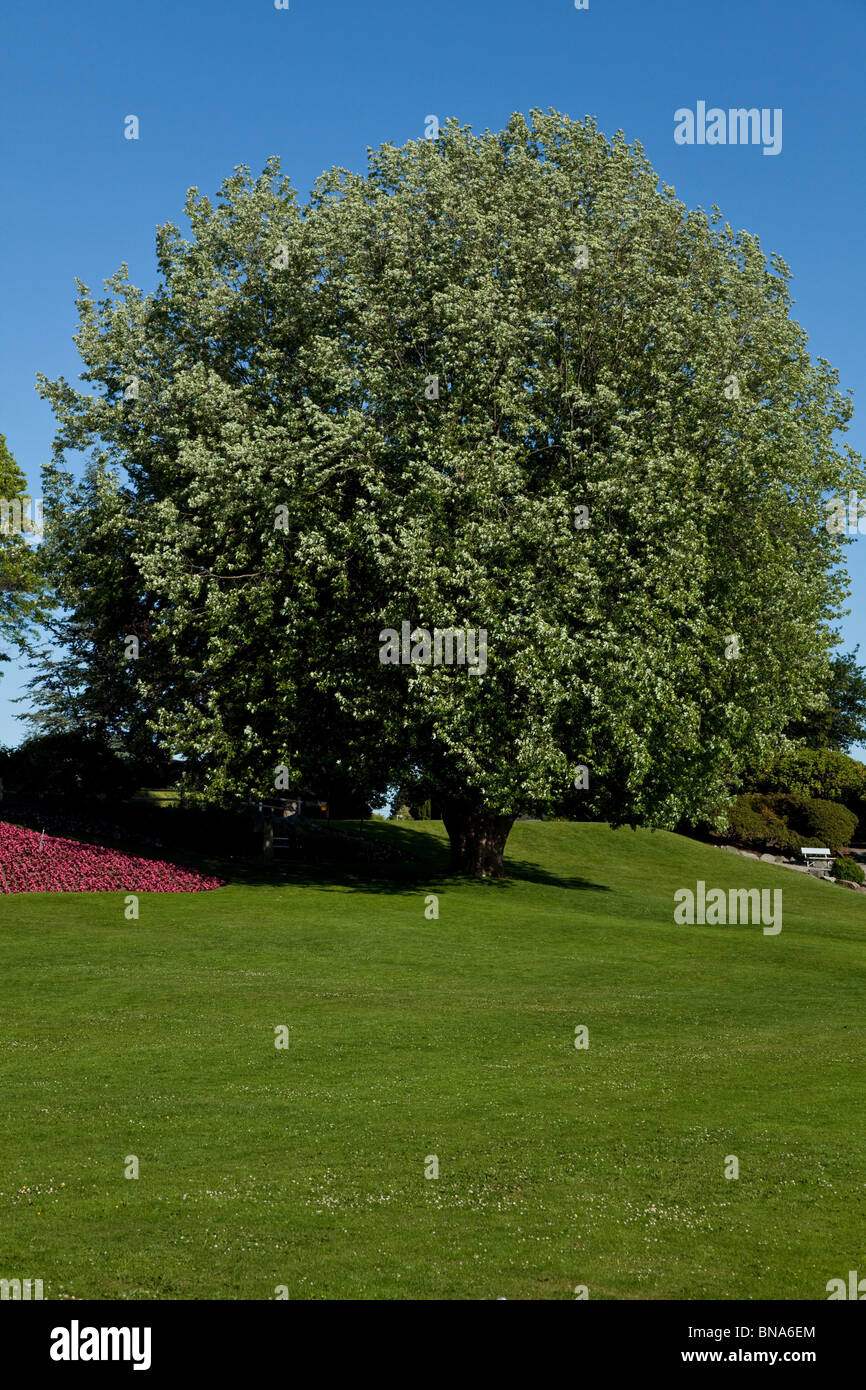 Garten, Baum und blauer Himmel Stockfoto