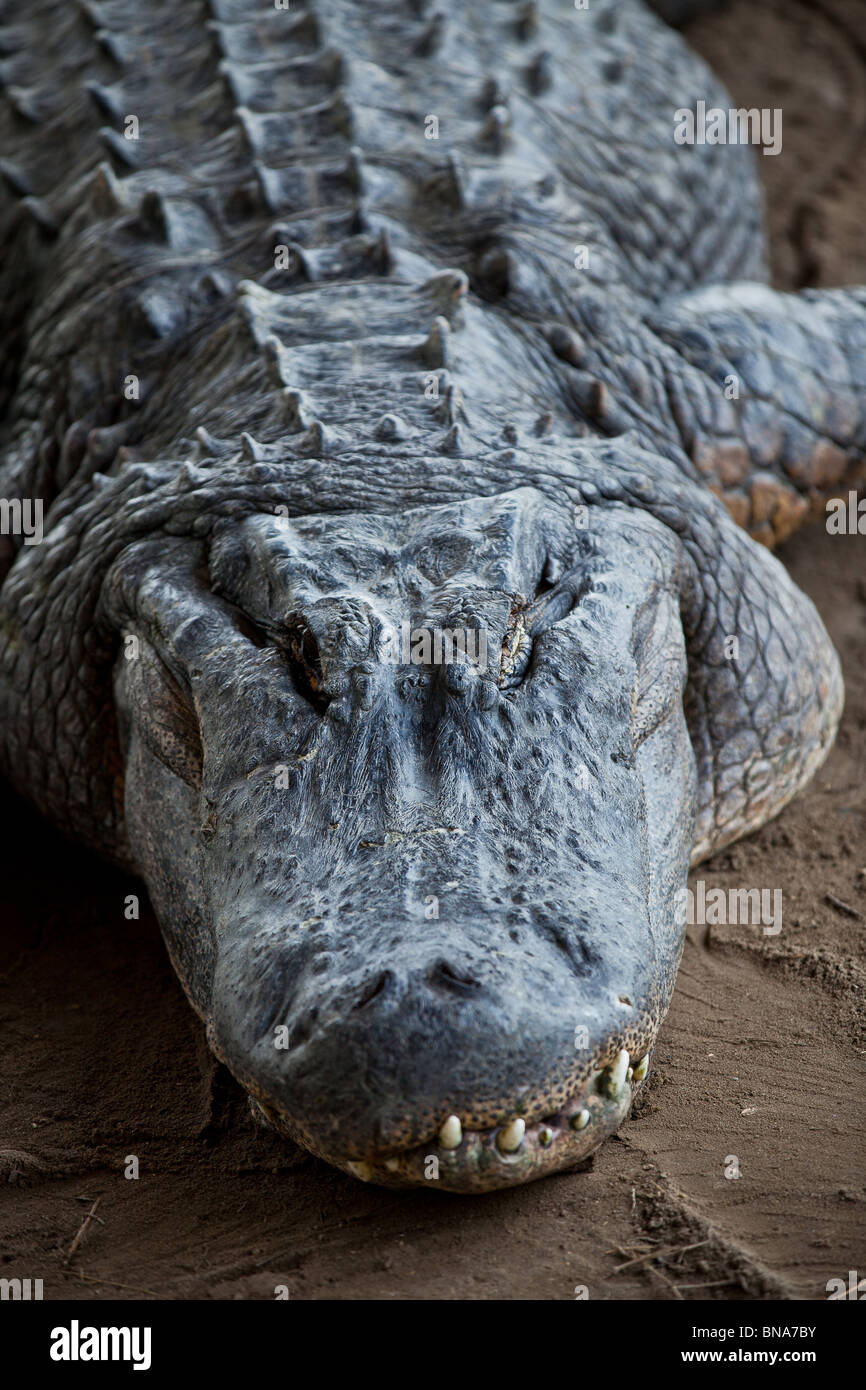 Amerikanischer Alligator (Alligator Mississipiensis) entspannt auf dem Festland in Myrtle Beach, SC Stockfoto