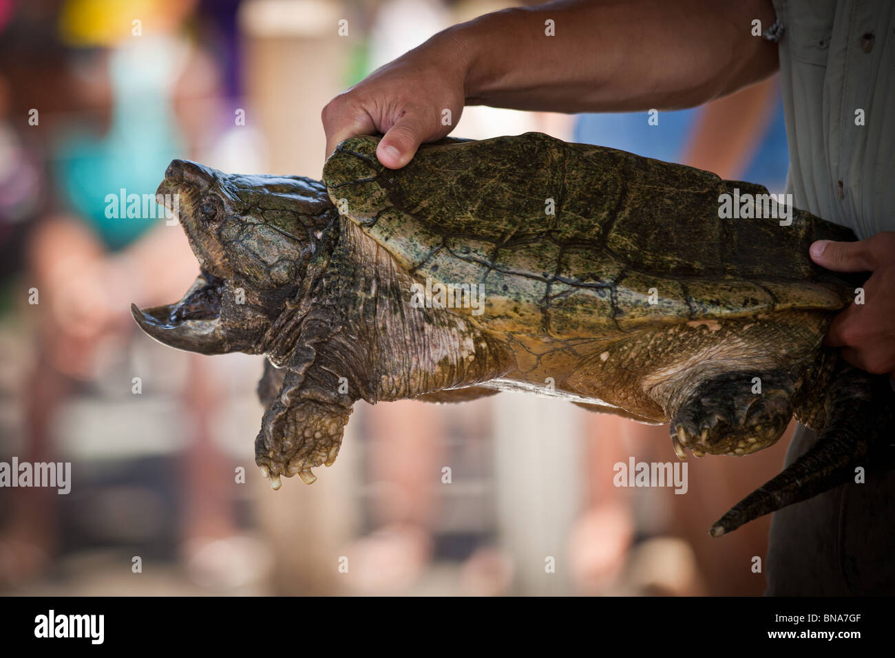 Alligator Schnappschildkröte (Macrochelys Temminckii) ist eines der größten Süßwasser-Schildkröten der Welt in Myrtle Beach, SC Stockfoto