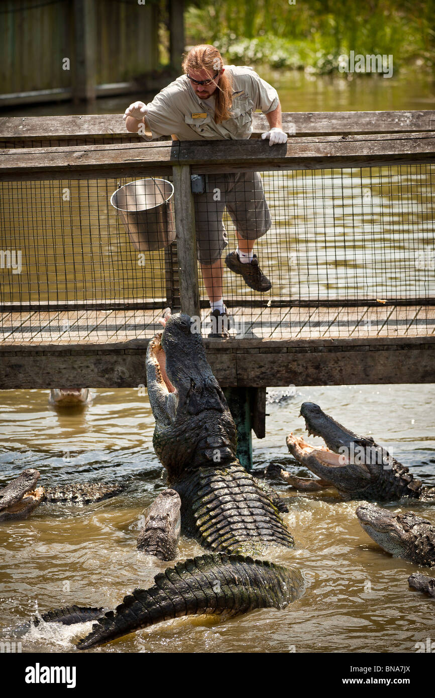 Ein Trainer feeds amerikanische Alligatoren (Alligator Mississipiensis) bei Alligator Adventure in Myrtle Beach, SC Stockfoto