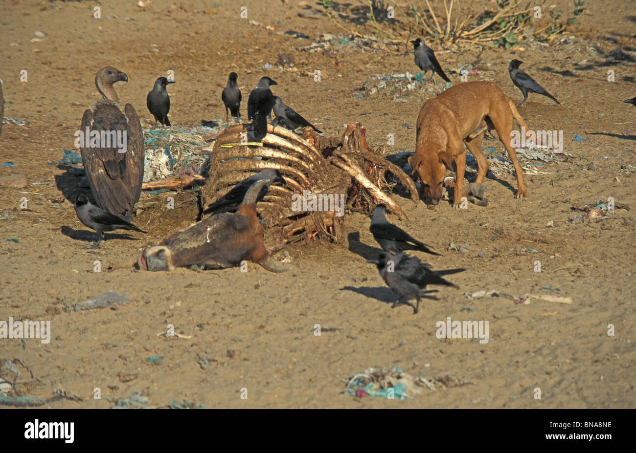 Von Geier, Street Dogs - hat ein dramatischer Rückgang der Geier auf dem Subkontinent eine Zunahme der wilden Hunde gesehen. Stockfoto