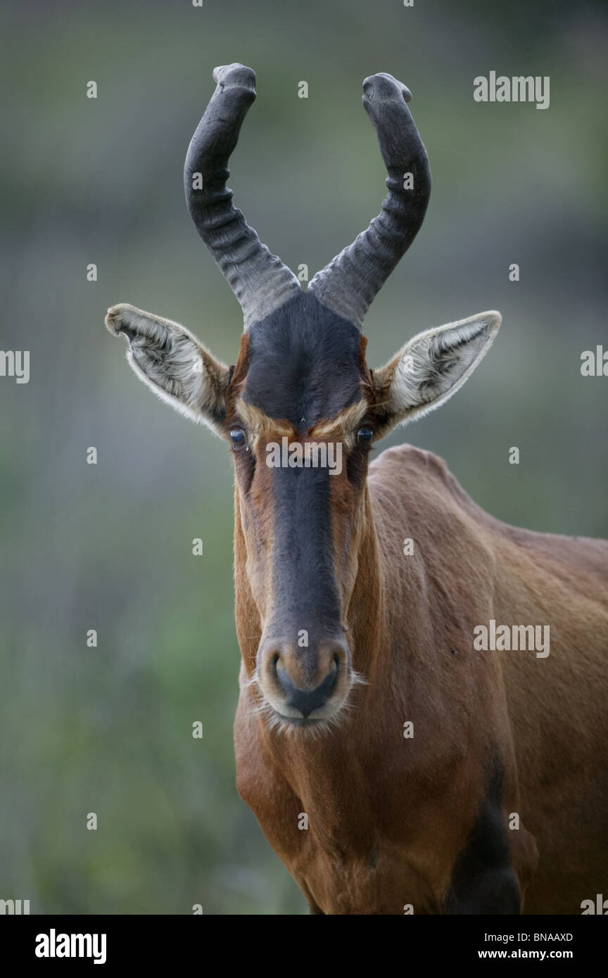 Südafrikanische Kuhantilope Antilope - Alcelaphus Buselaphus caama Stockfoto