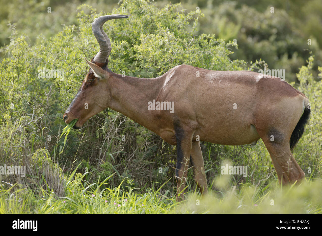 Südafrikanische Kuhantilope Antilope - Alcelaphus Buselaphus caama Stockfoto
