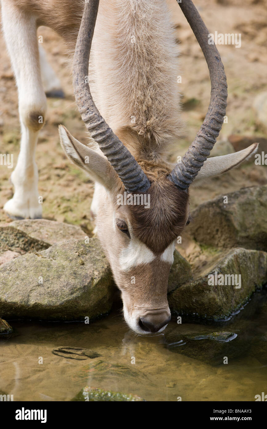 Addax-Antilopen-Trinkwasser - Addax nasomaculatus Stockfoto