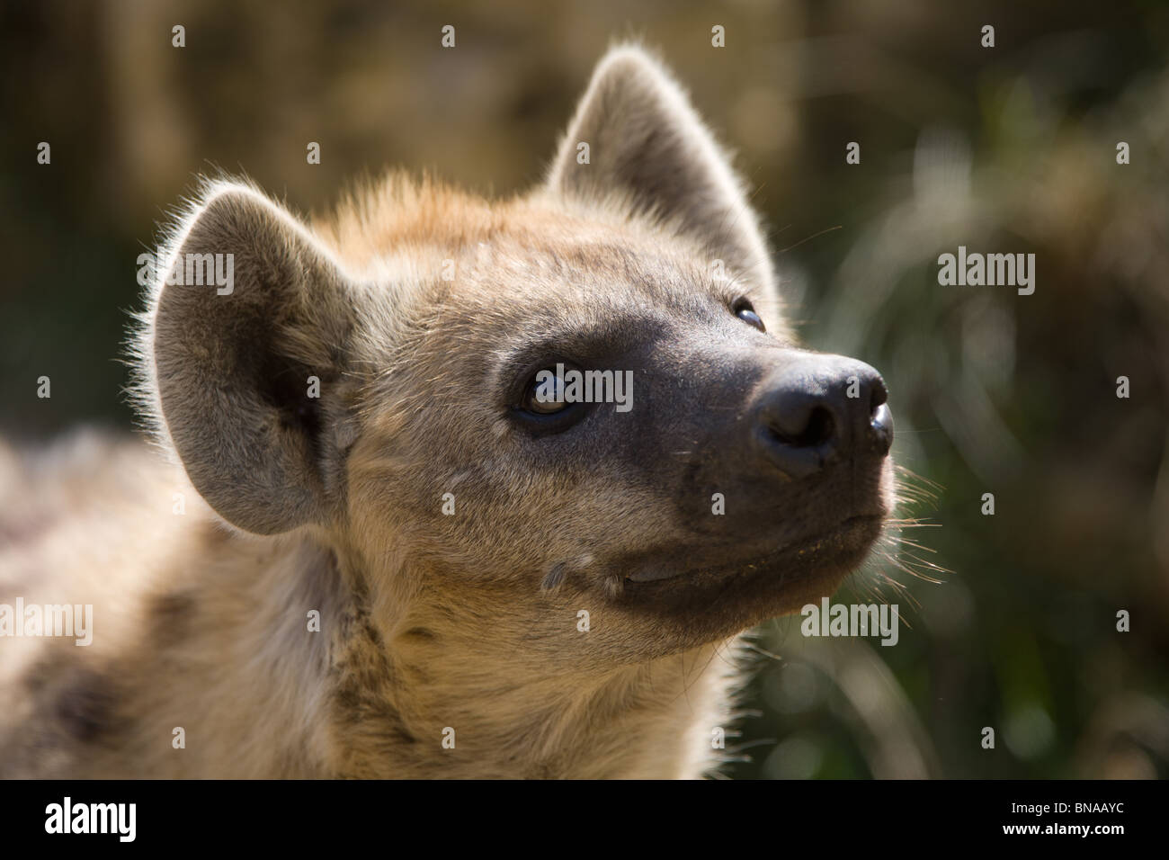 Gefleckte Hyänen - Crocutua crocutua Stockfoto