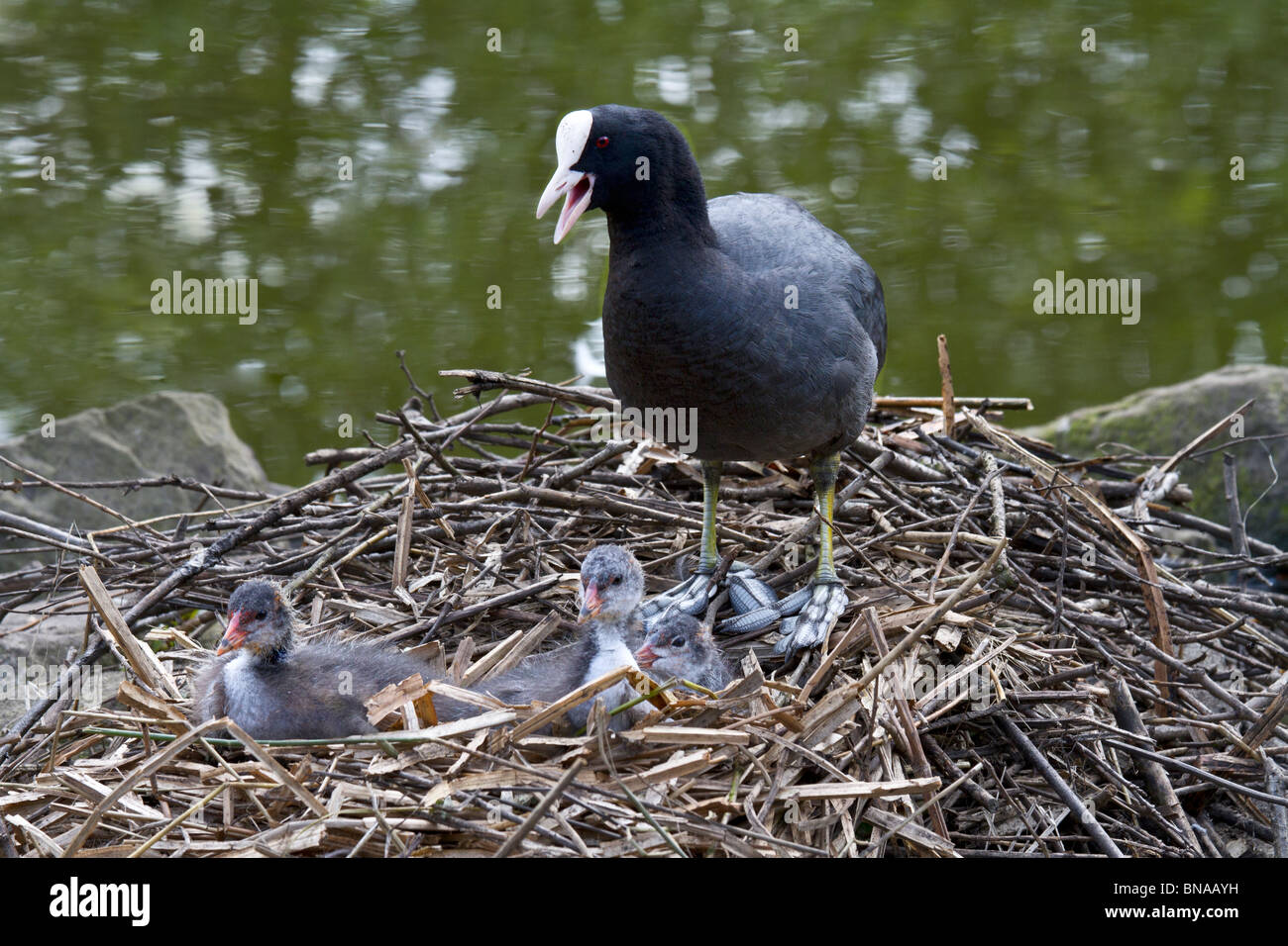 Blässhühner auf Nest mit jungen Küken Stockfoto