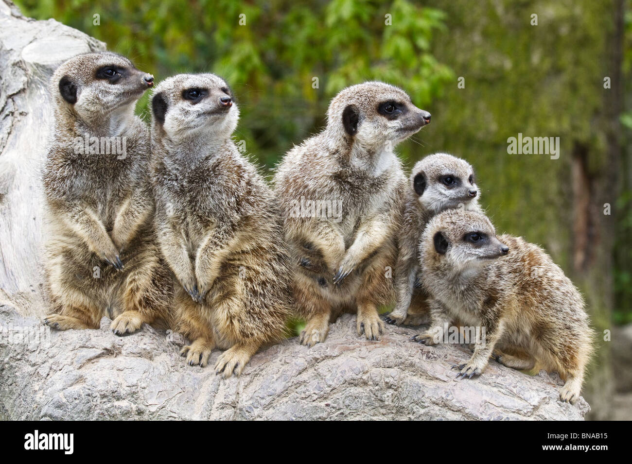 Gruppe von Erdmännchen Stockfoto