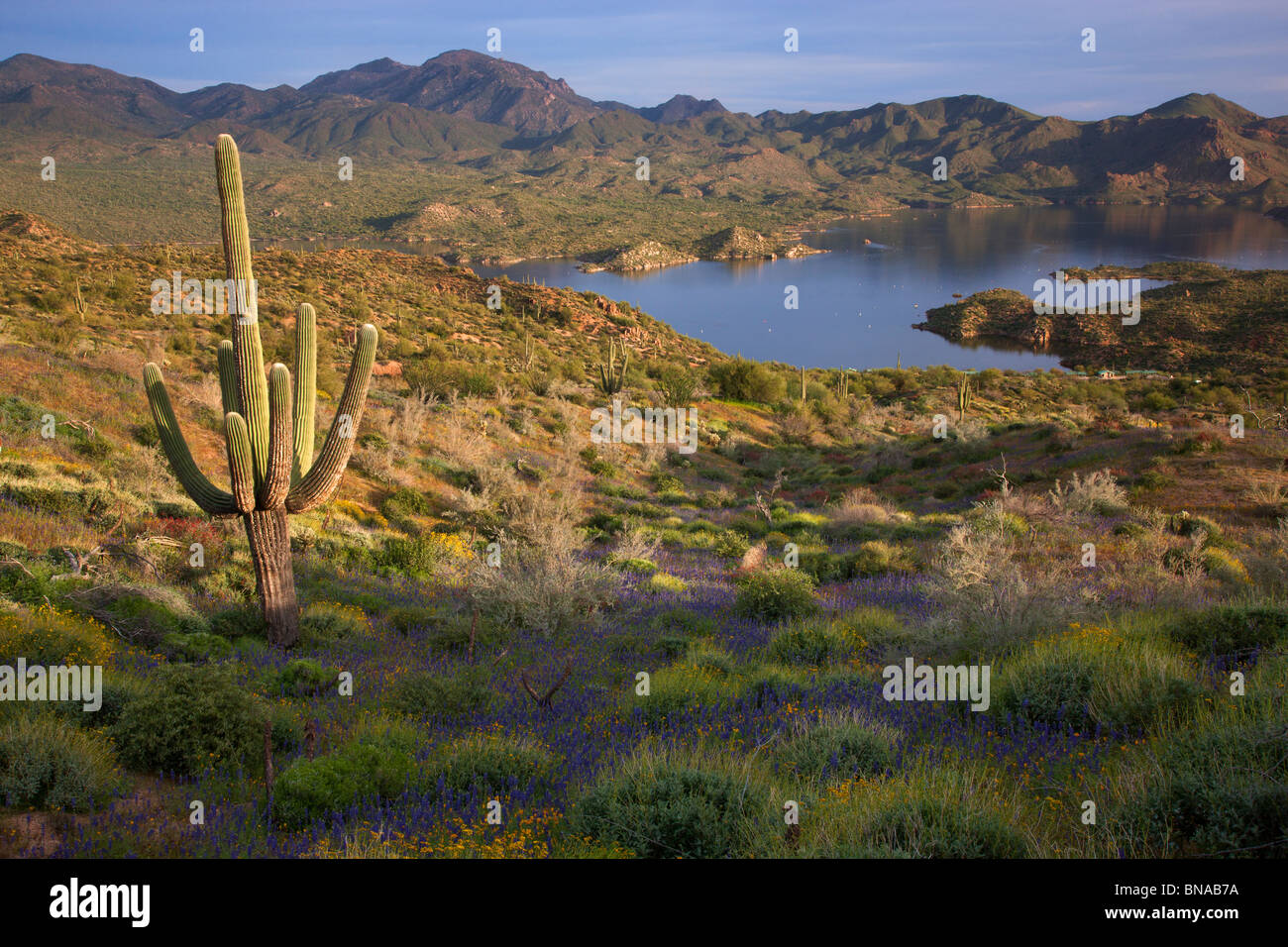 Wildblumen Bartlett See entlang, Tonto National Forest, in der Nähe von Phoenix, Arizona. Stockfoto