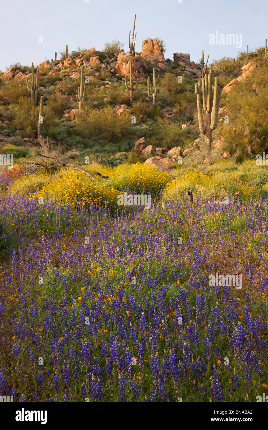 Wildblumen in der Nähe von Bartlett Lake, Tonto National Forest, in der Nähe von Phoenix, Arizona. Stockfoto