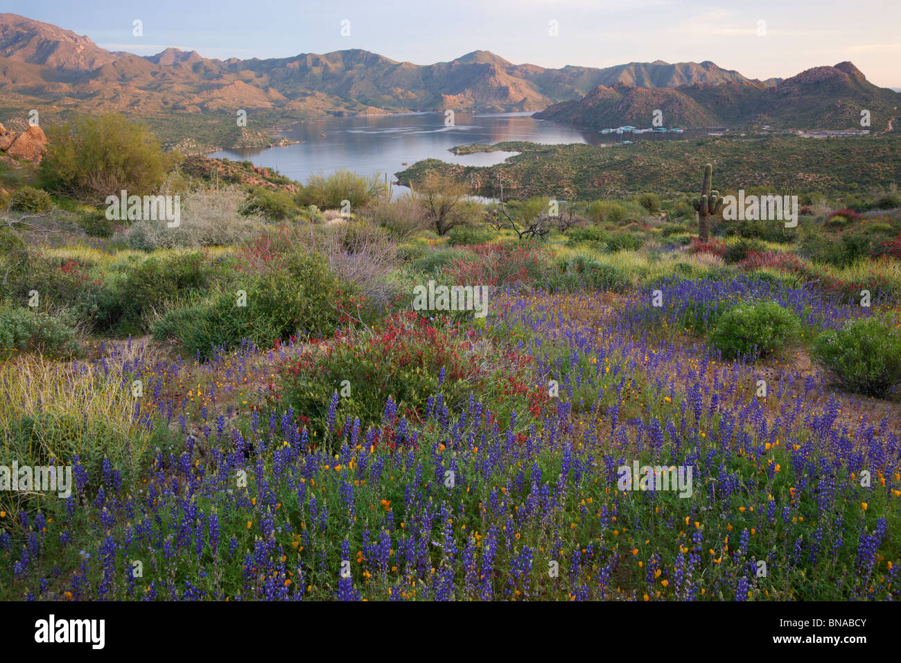 Wildblumen Bartlett See entlang, Tonto National Forest, in der Nähe von Phoenix, Arizona. Stockfoto