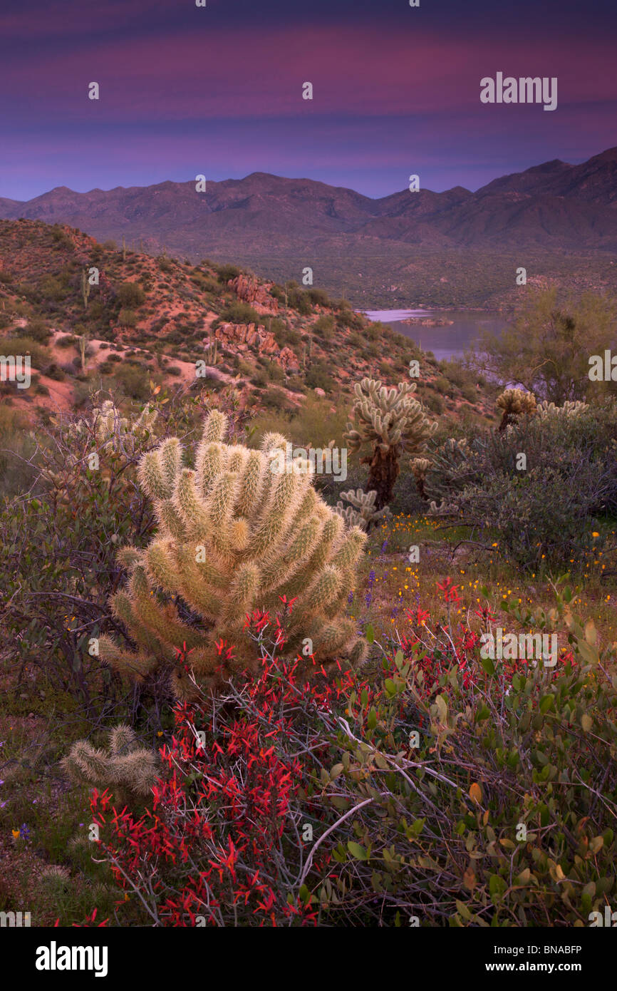 Wildblumen Bartlett See entlang, Tonto National Forest, in der Nähe von Phoenix, Arizona. Stockfoto