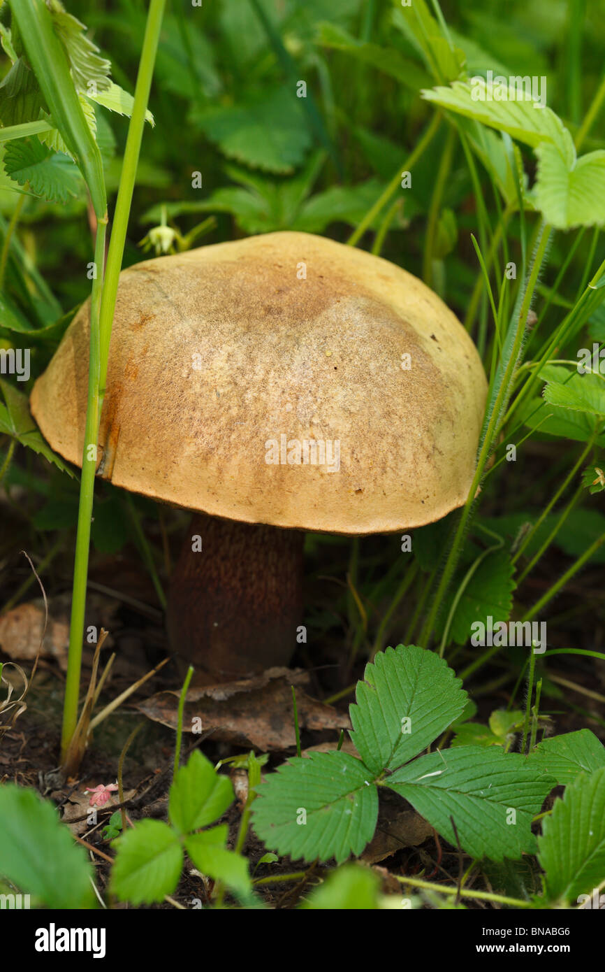 Essbare Pilze wachsen auf der Erde in der wilden Natur. Stockfoto