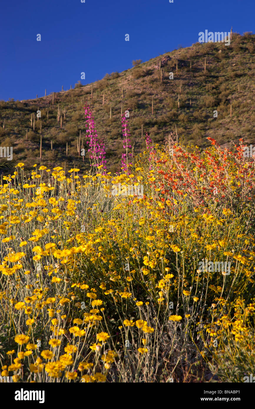Frühling Wildblumen, Tonto National Forest östlich von Phoenix, Arizona. Stockfoto