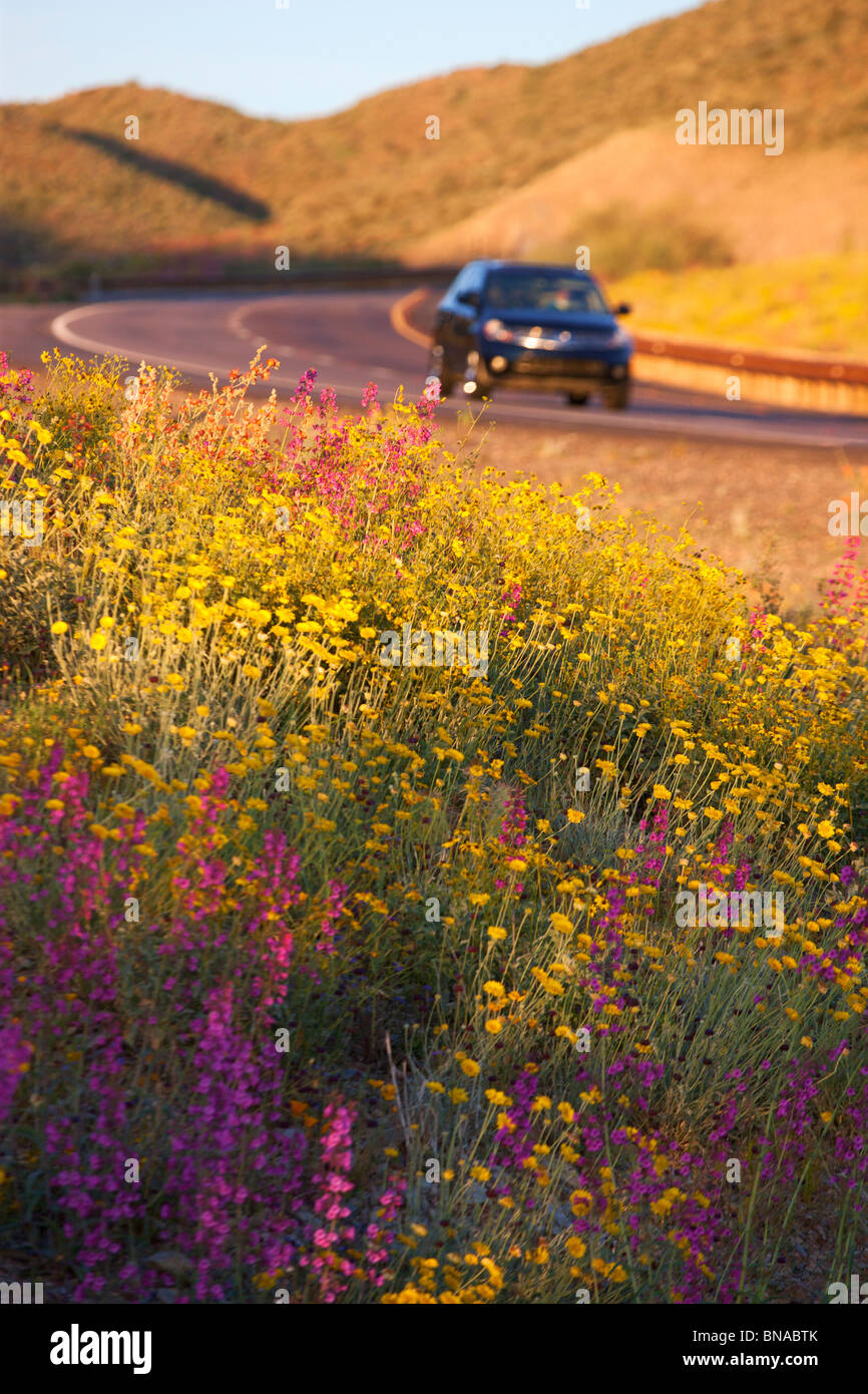 Frühling Wildblumen entlang Highway 60 (Aberglauben Highway), Tonto National Forest, östlich von Phoenix, Arizona. Stockfoto