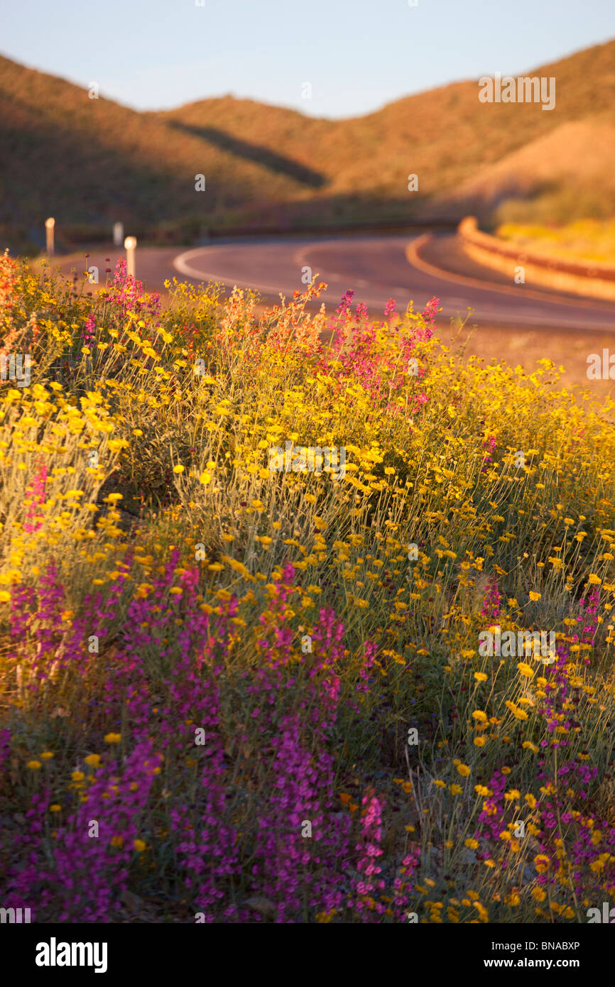 Frühling Wildblumen entlang Highway 60 (Aberglauben Highway), Tonto National Forest, östlich von Phoenix, Arizona. Stockfoto