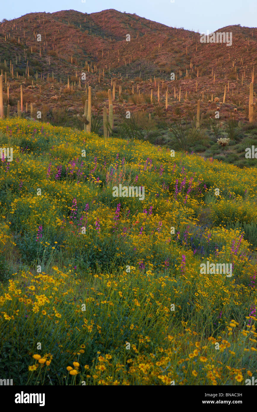 Frühling Wildblumen, Tonto National Forest östlich von Phoenix, Arizona. Stockfoto