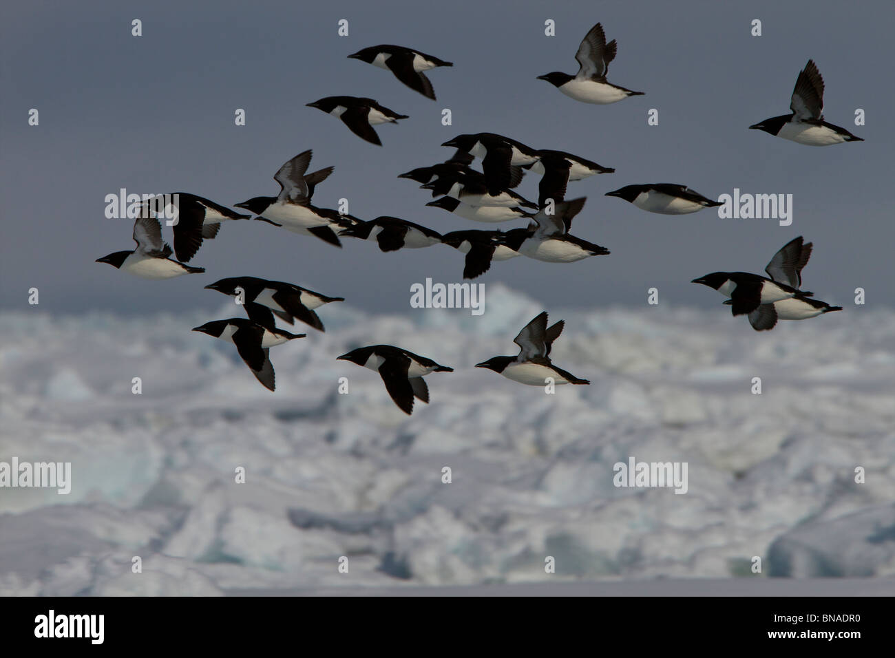 Pond Inlet, Baffininsel Frühling Scholle Rand. Kanadische hohe Arktis Nunavut Stockfoto