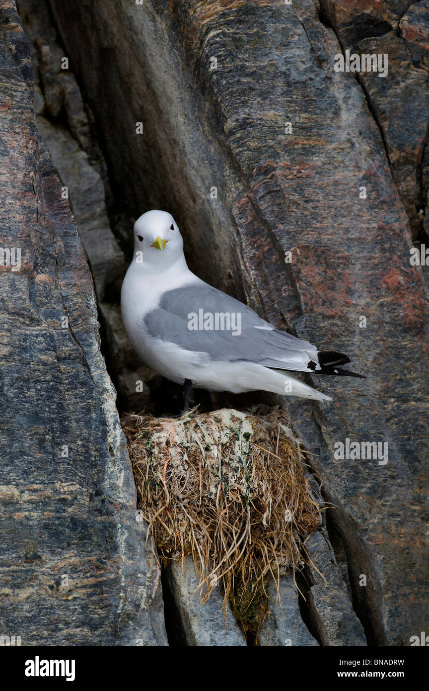 Pond Inlet, Baffininsel Frühling Scholle Rand. Kanadische hohe Arktis Nunavut Stockfoto