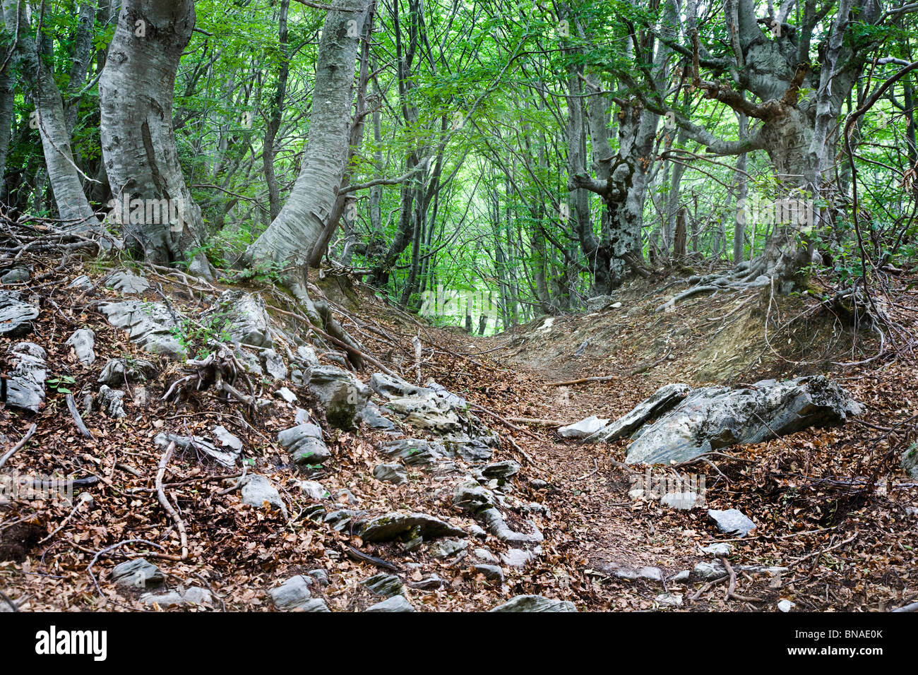 Hohe Buche montane Wald Fagus Sylvatica auf Mount Pilion in Griechenland Festland Stockfoto