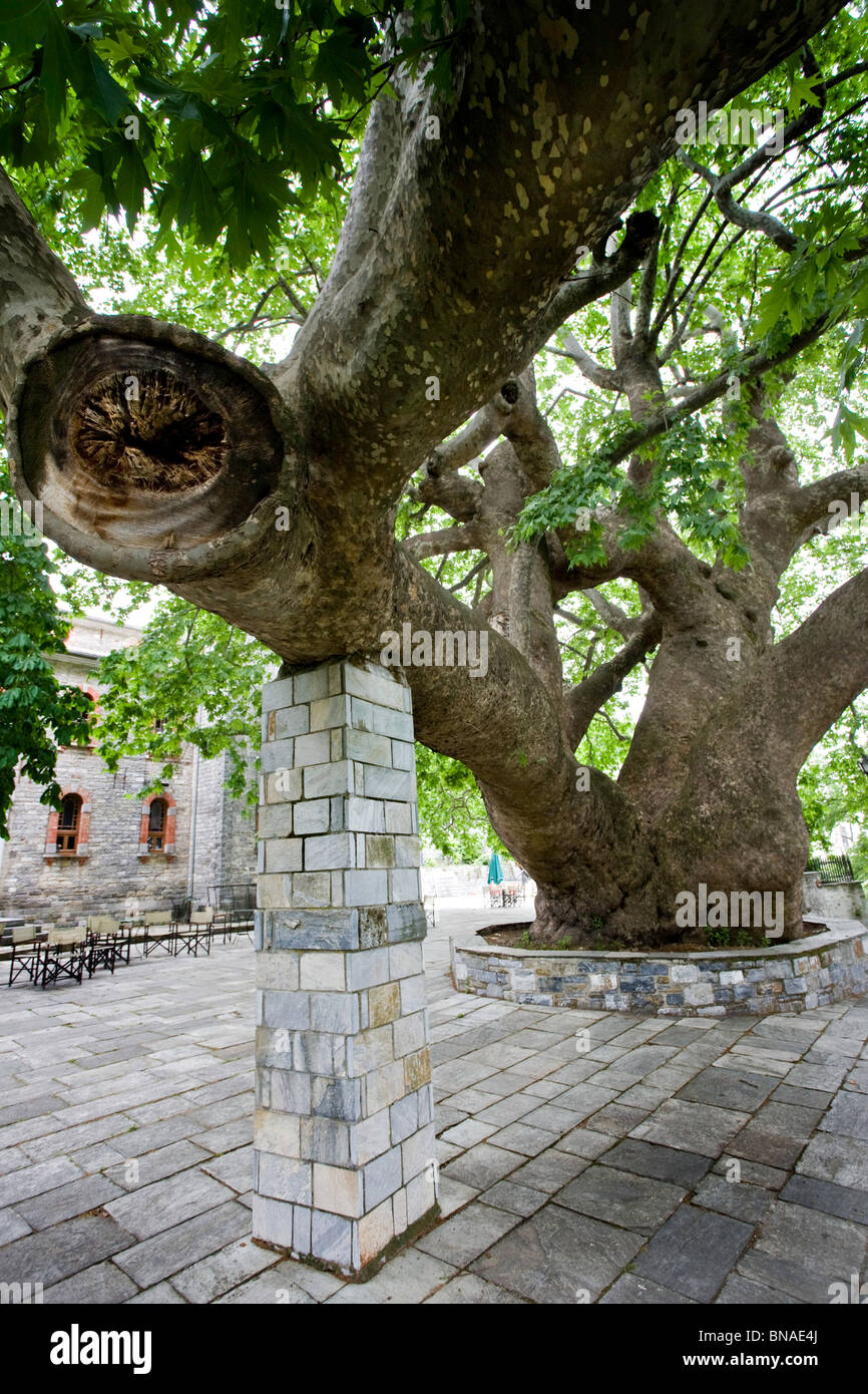 Riesige Platane in das Quadrat von Agia Paraskevi einer von vier Dorfkerne von Tsagarada auf dem Pilion des Festlands Griechenland Stockfoto