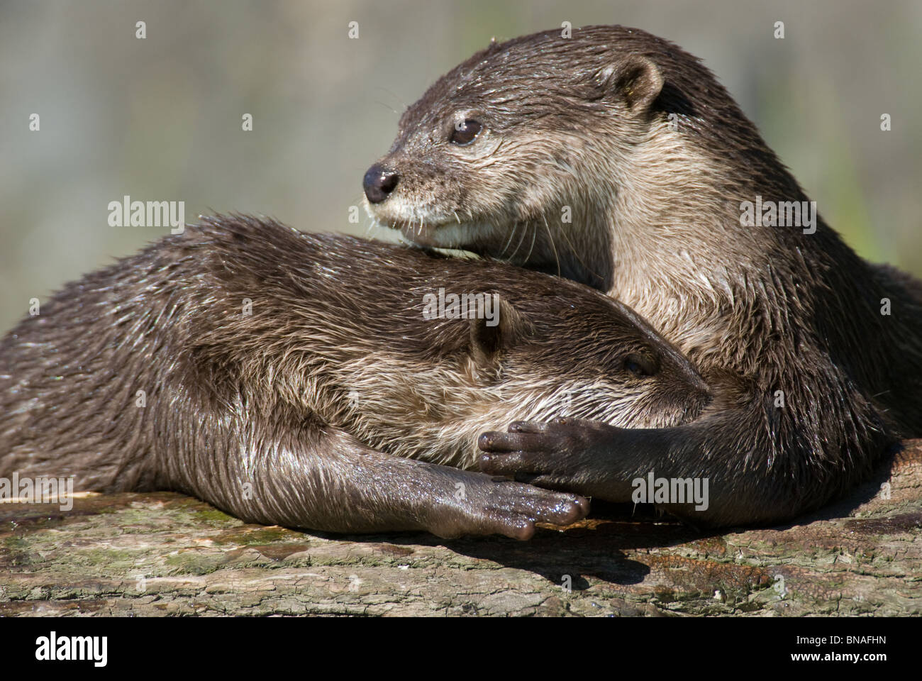 Asiatische kleine krallenbewehrten Otter Aonyx cinerea Stockfoto