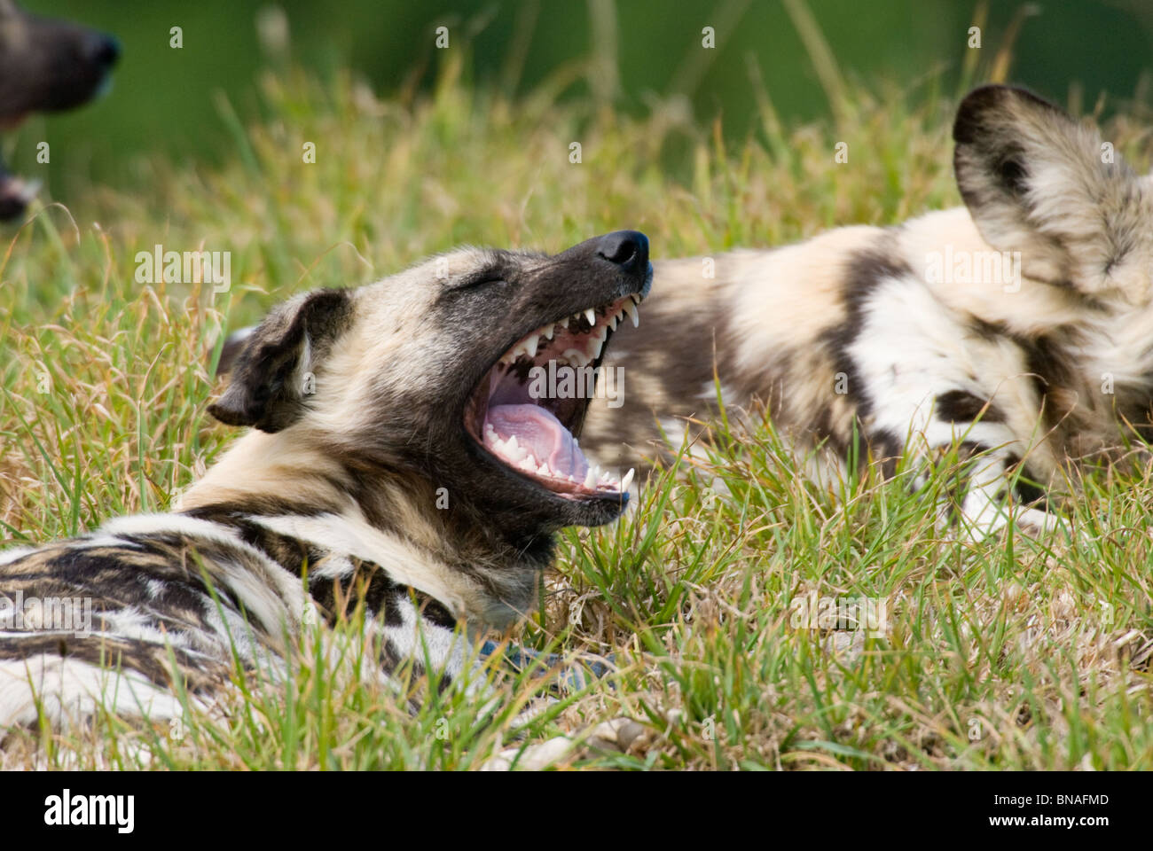 Afrikanischer wilder Hund LYKAON pictus Stockfoto