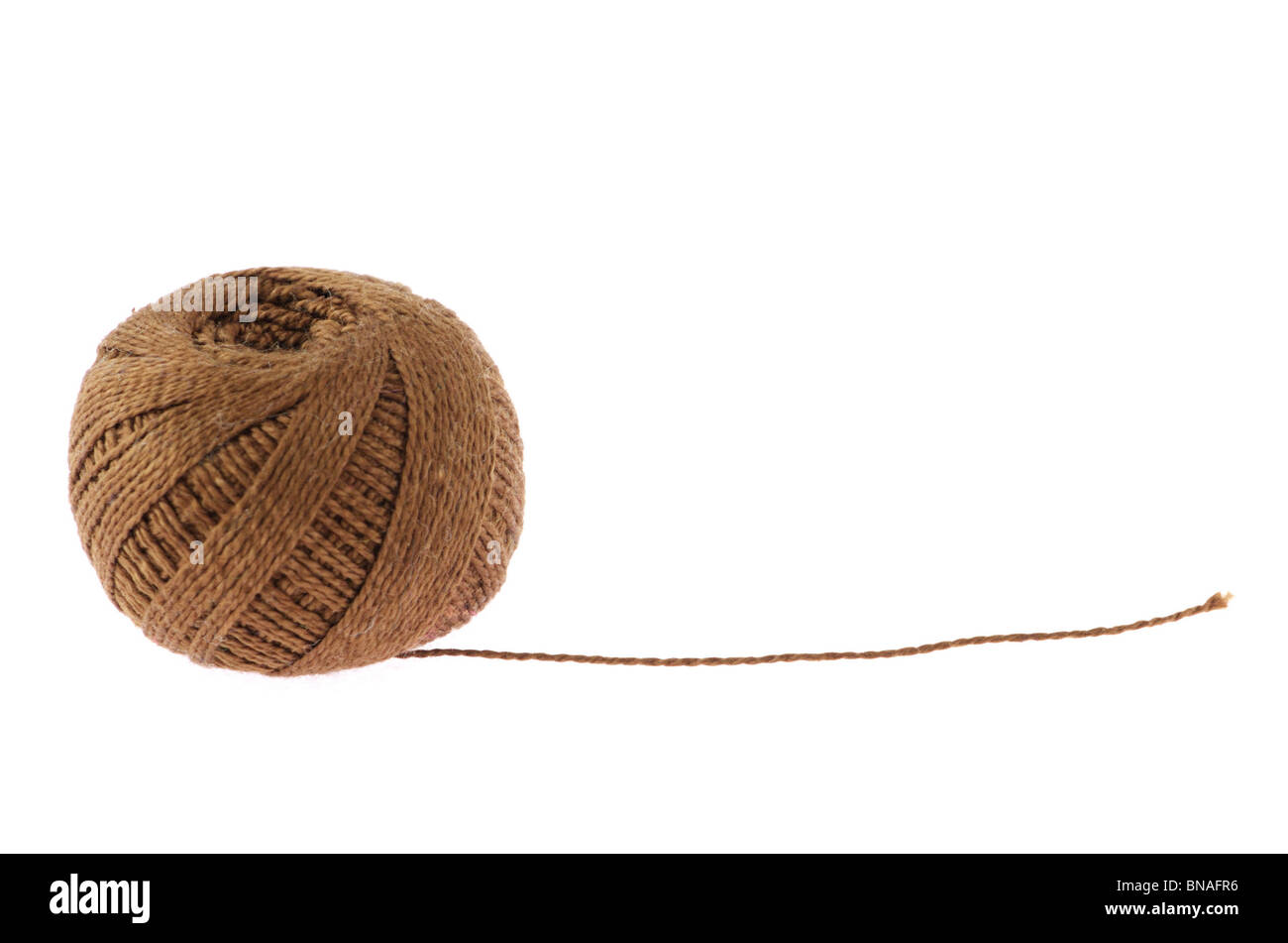 Thread-Schothorn isoliert auf weißem Hintergrund Stockfoto