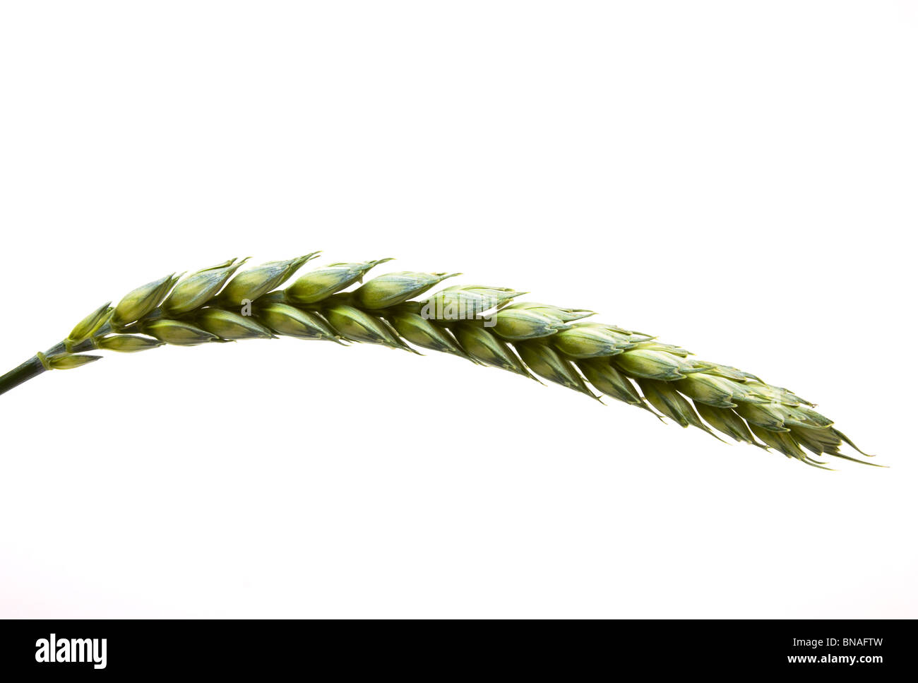 Einzigen Ohr der reifenden Getreide aus niedrigen Perspektive isoliert gegen weiß. Stockfoto