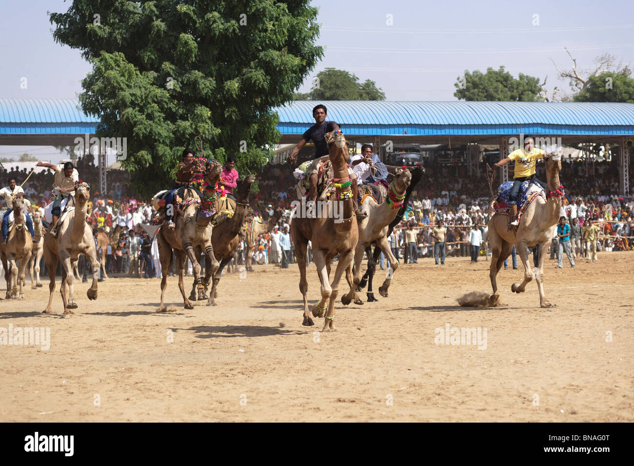 Ein Kamel Fahrer ein Rennen in Pushkar Festival, das die älteste Tradition ist sport-Events in Rajasthan Stockfoto