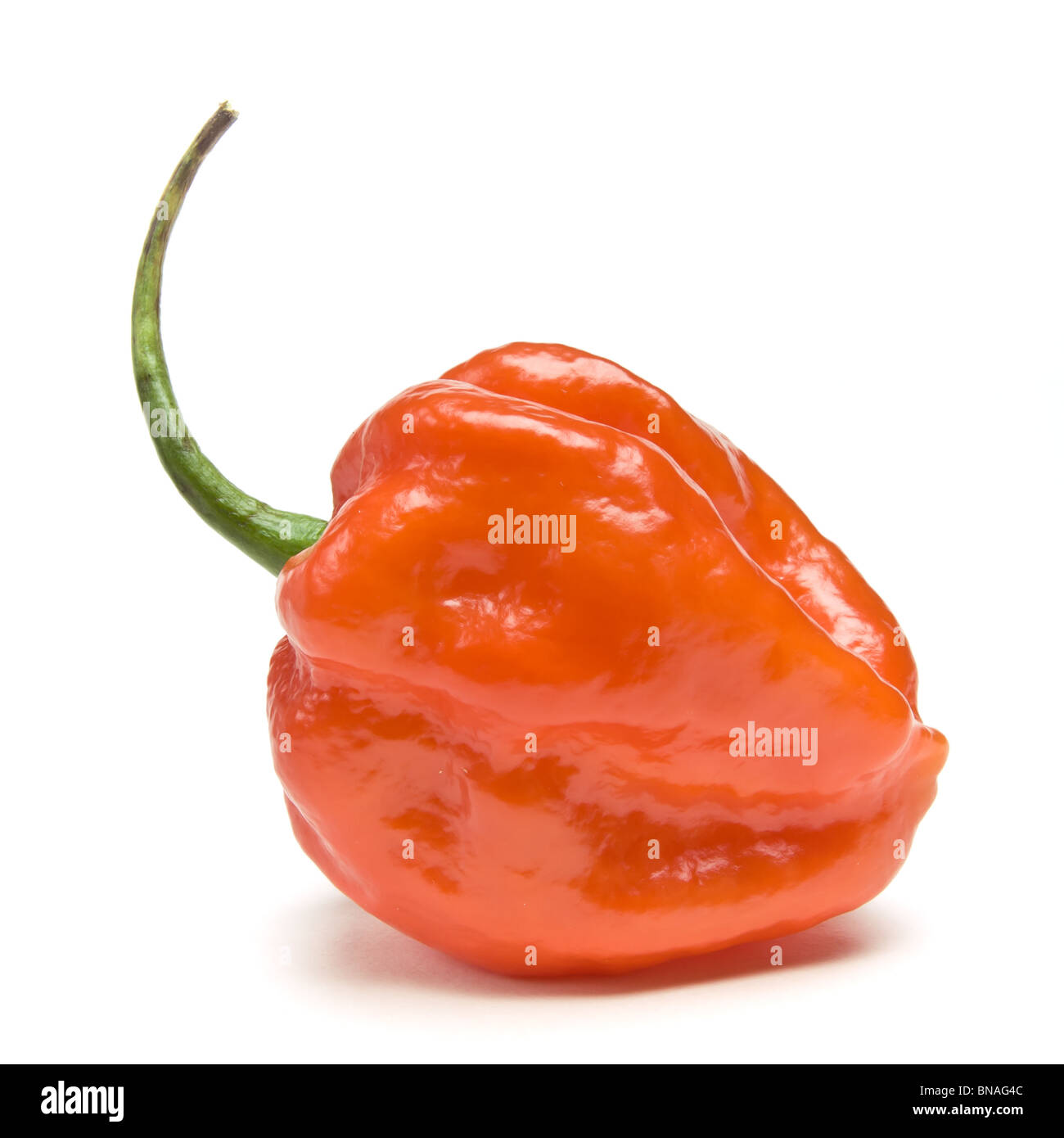 Red Hot Karibik Scotch Bonnet Chili aus niedrigen Perspektive isoliert gegen weiß. Stockfoto