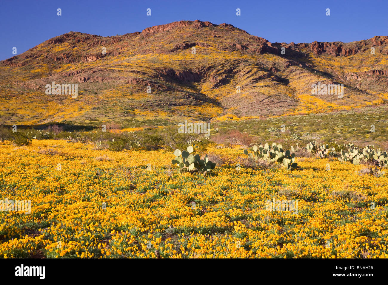 Wildblumen im Black Hills, Arizona. Stockfoto