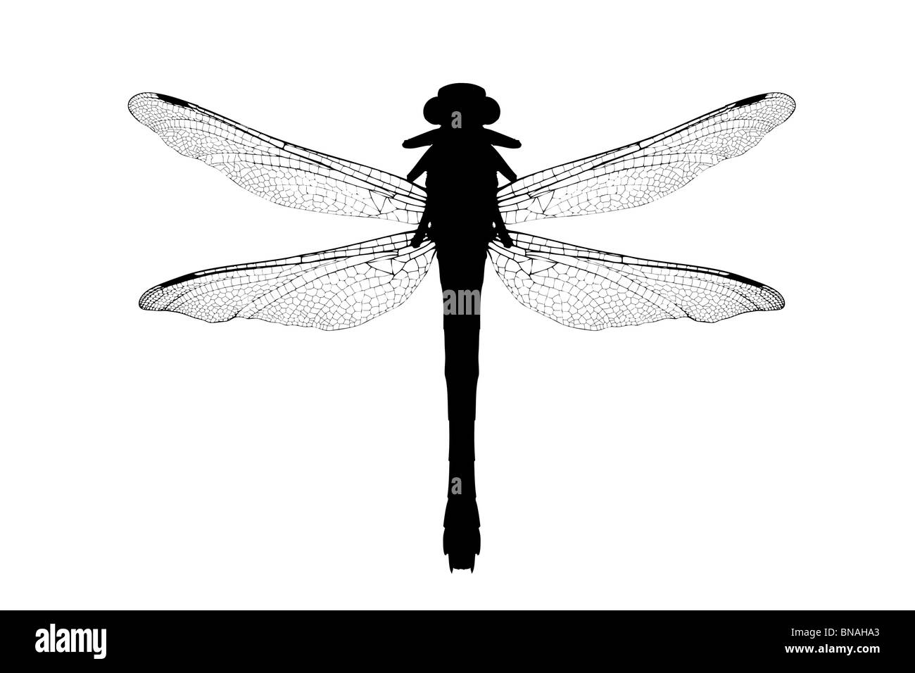 Eine Silhouette einer Libelle Stockfoto
