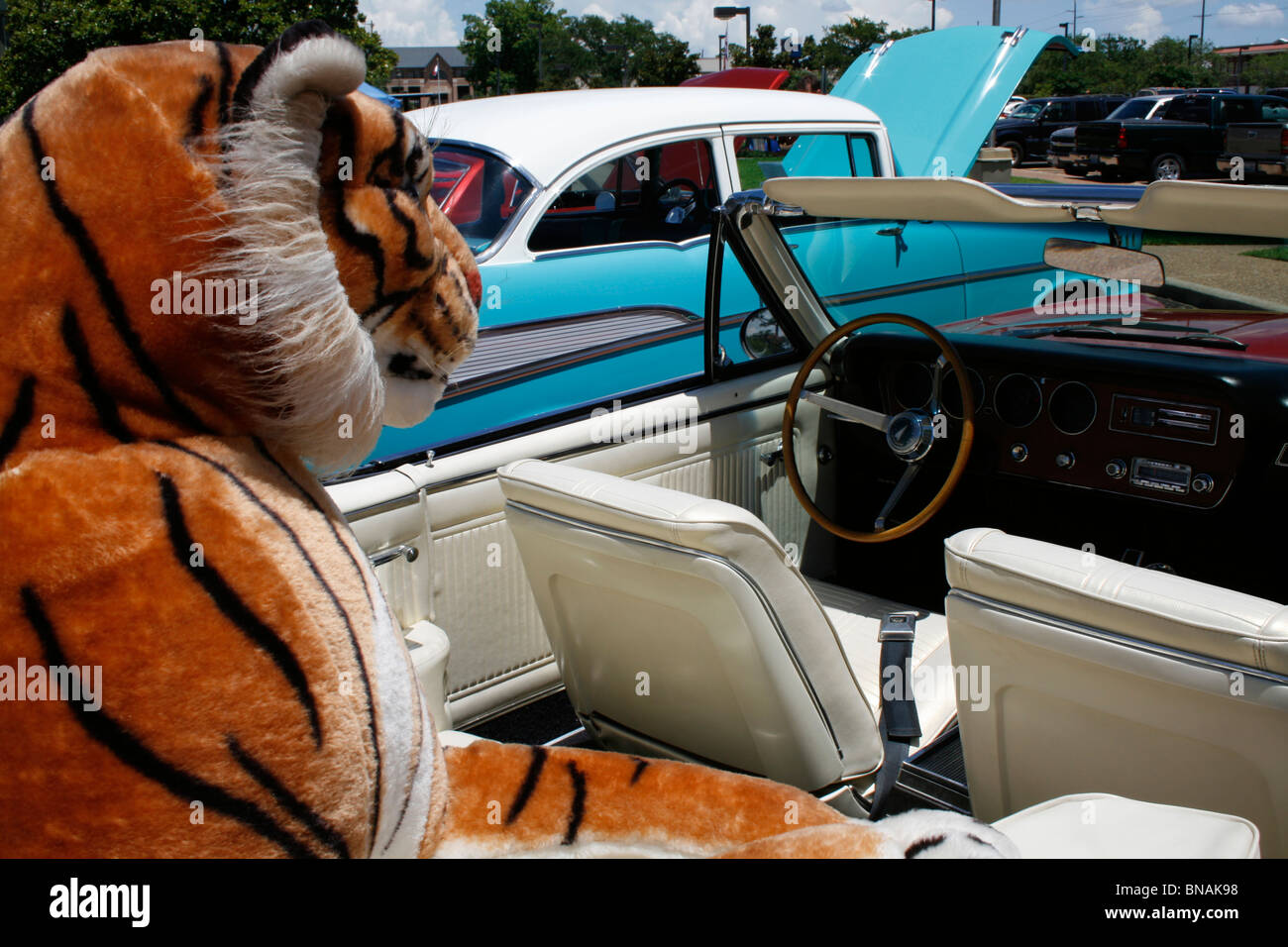 Stock Fotobild eines Spielzeug-Tigers mit Blick auf Oldtimer in einer Auto-Show im südöstlichen Texas. Stockfoto