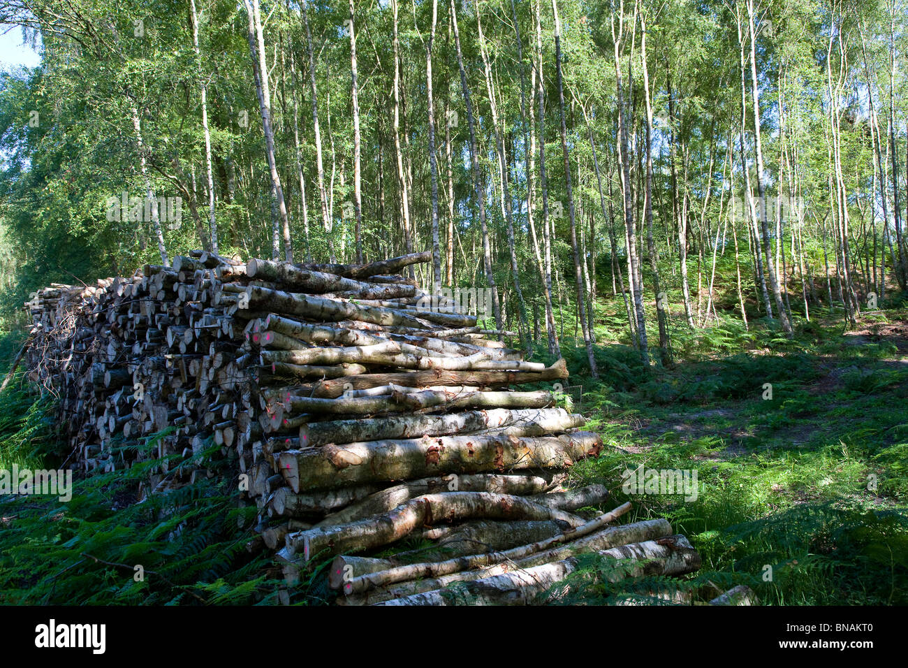 Protokolle in Woodland gestapelt Stockfoto