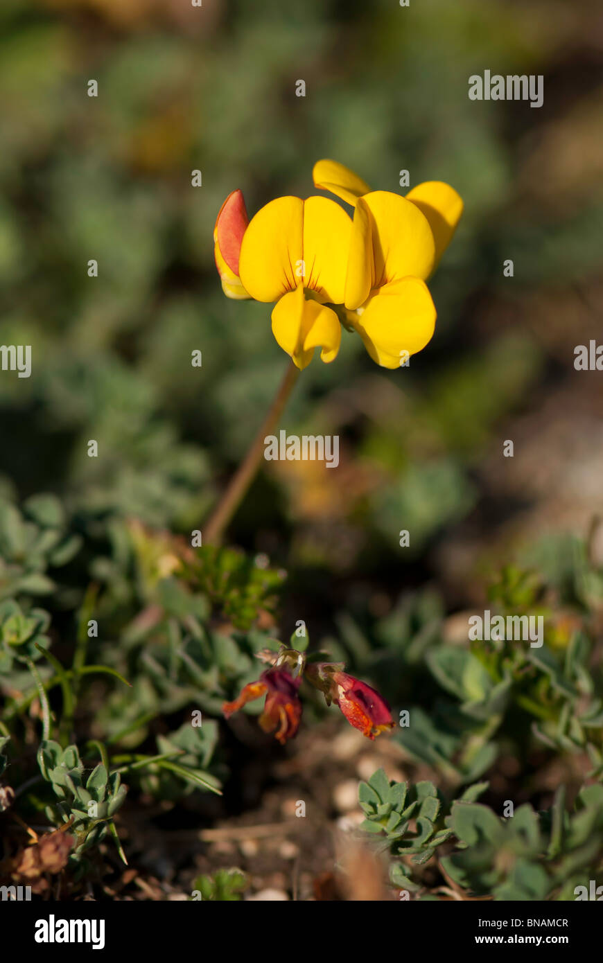 Vögel Fuß Treffoil - Lotus corniculatus Stockfoto