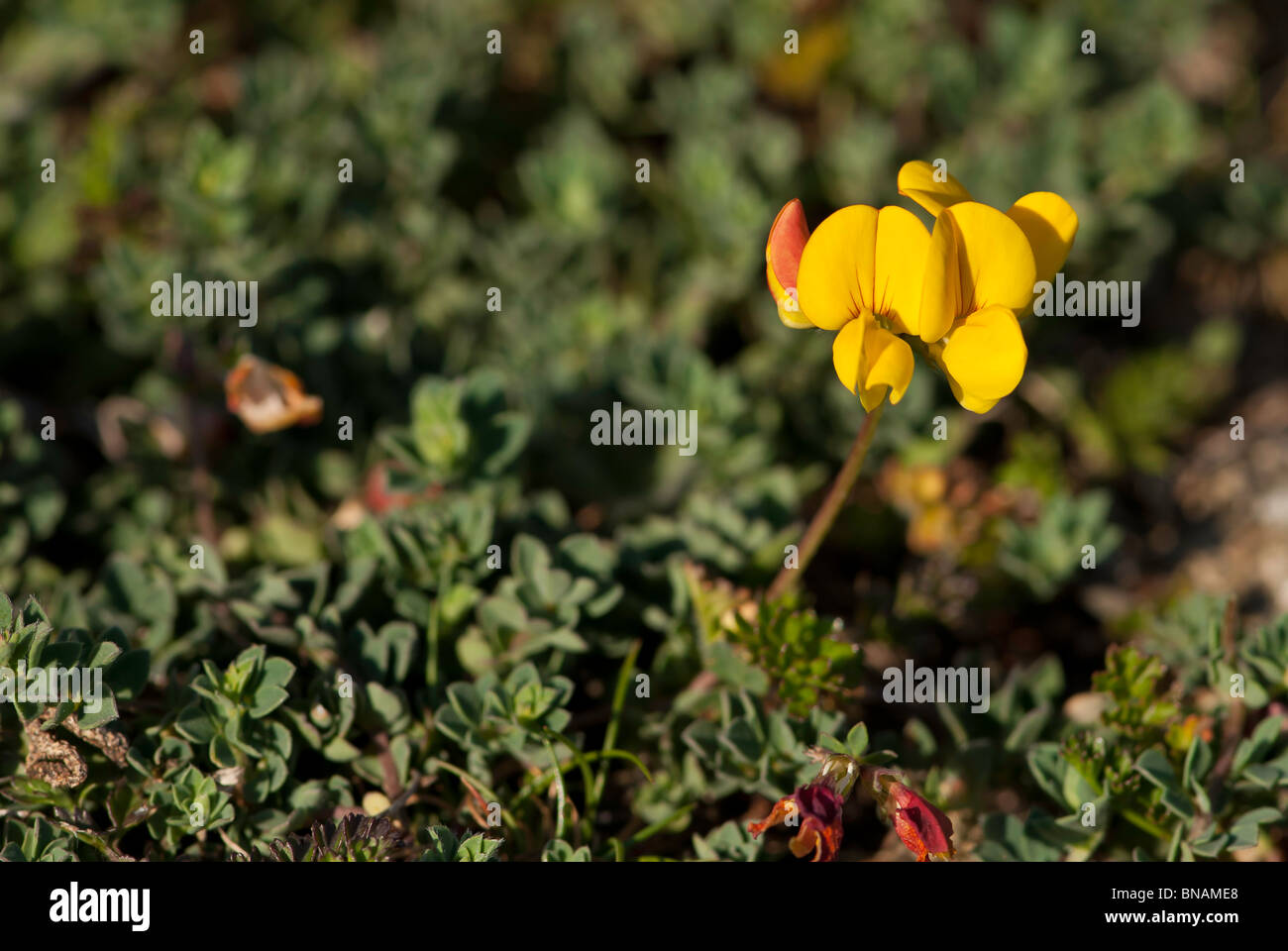 Vögel Fuß Treffoil - Lotus corniculatus Stockfoto
