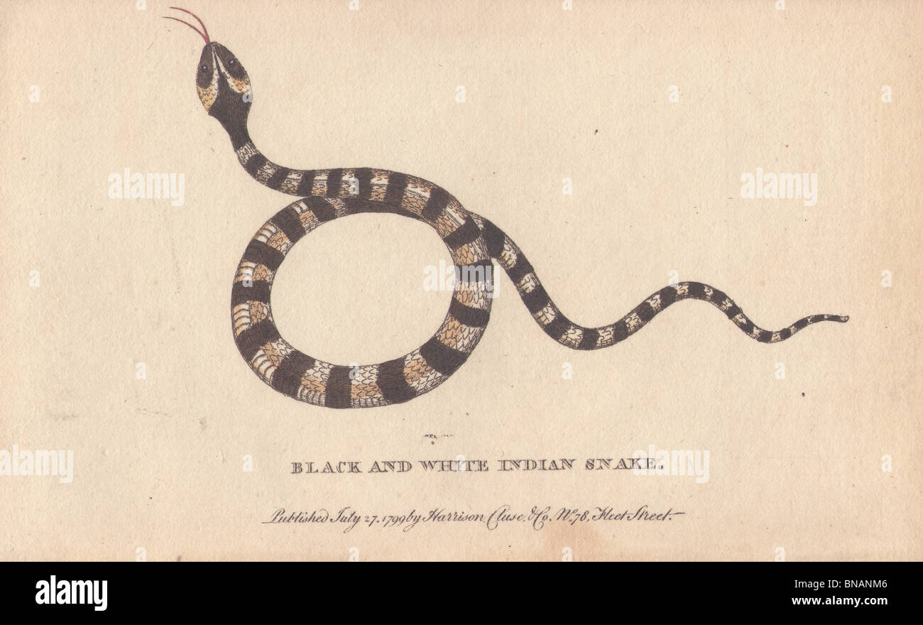 Schwarz / weiß indischen Schlange Stockfoto