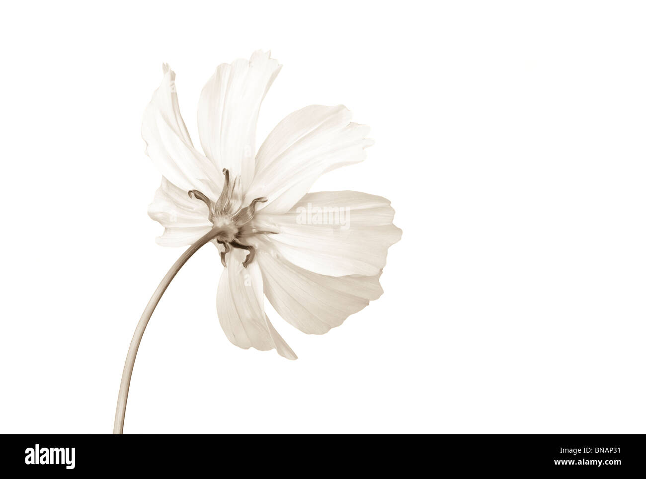 Still Life Sepia Porträt einer weißen Kosmos Blume Stockfoto