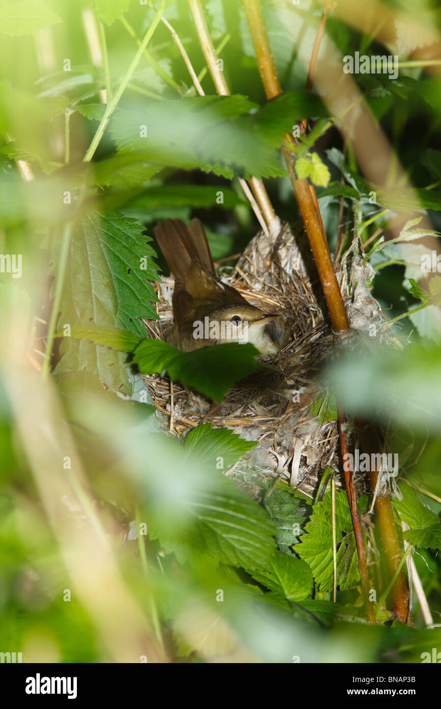 Nest der Blyth Reed Warbler, Acrocephalus Dumetorum. Stockfoto